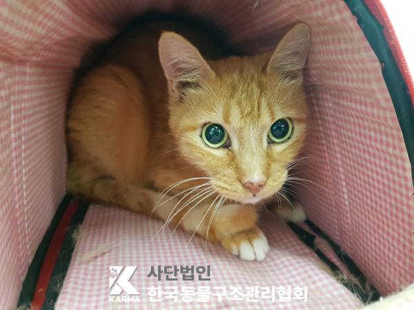 [고양이] 한국 고양이 서울-중랑-2025-00056 유기동물 배경 이미지 입니다.